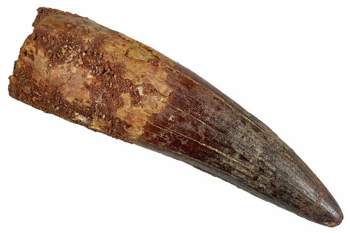 Fossil Spinosaurus Tooth - Massive Dinosaur Tooth #281128